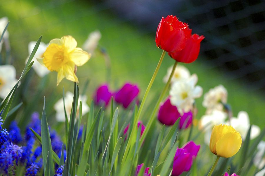 1200px-Colorful_spring_garden