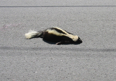 A skunk much like this one lays on the side of the road in front of Live Oak Academy