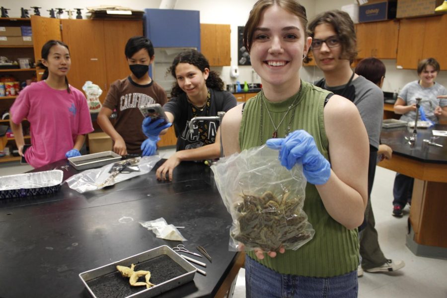 Brynn Ballard, 12, preps the frogs for dissection and study in Science Club. 