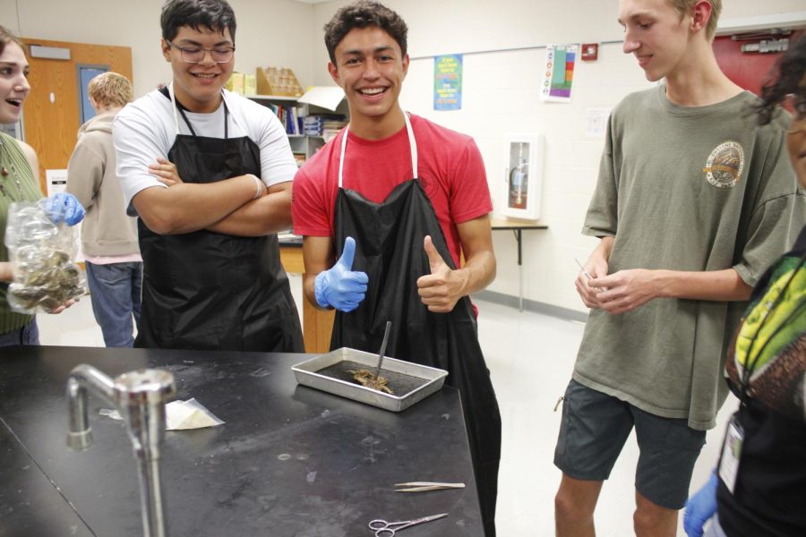 Dissection was a success. Frogs, fish and felines taught Science Club students anatomy basics.