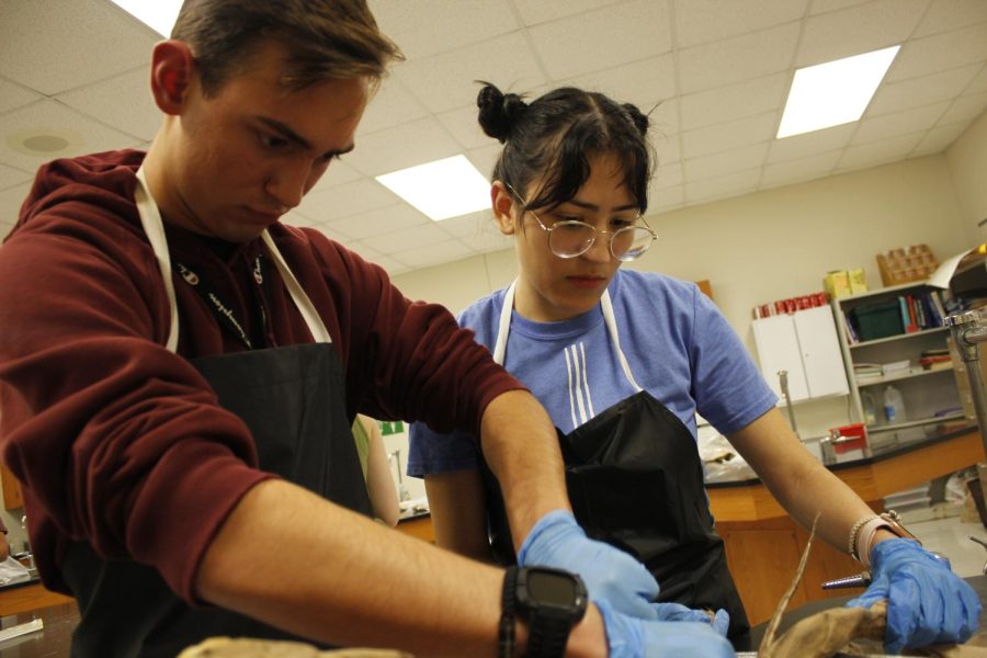 Donovan and Krystal were very serious about dissecting this feline. 