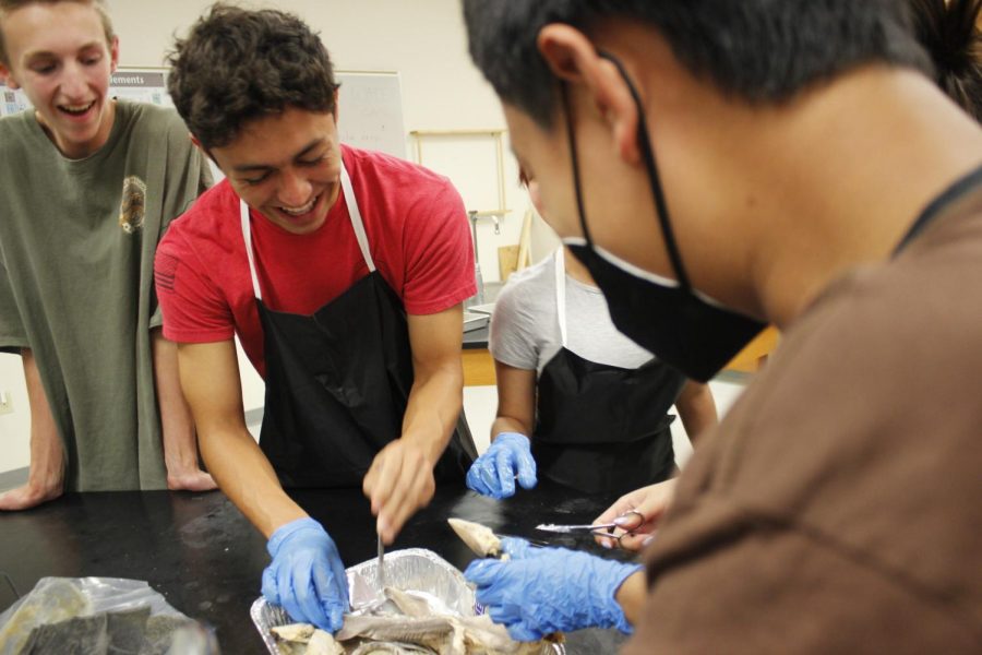 Though it may not like seem like it, dissecting fish can be funny. Tony Moreno, 11, slices into the fish for the Science Club after-school activity.