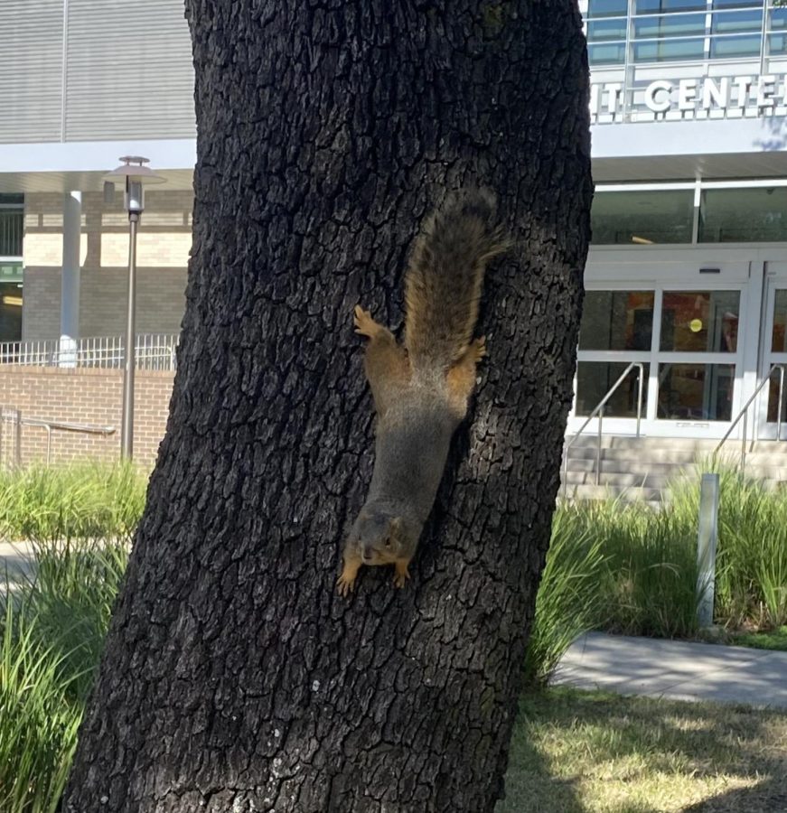 The University of Houston has squirrels everyone. A lot of the squirrels are larger than usually because of the college students feeding them.